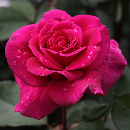 Blackberry Nip Rose