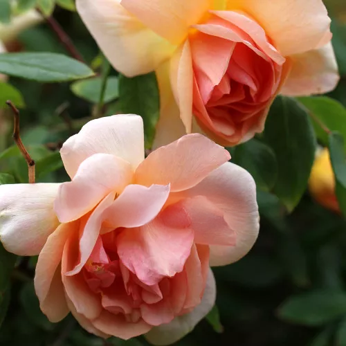 Crepuscule Rose