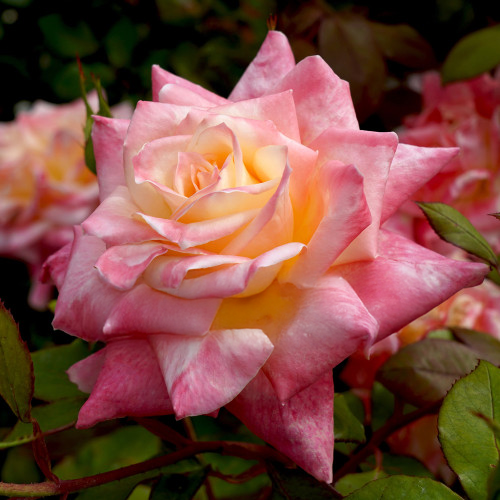 Princess Of Wales Rose
