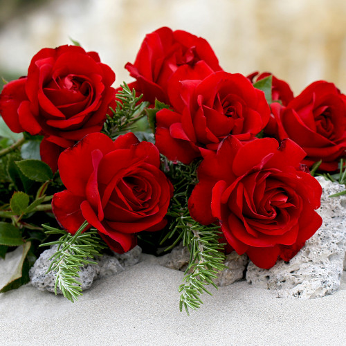 Gallipoli Centenary Rose Rose