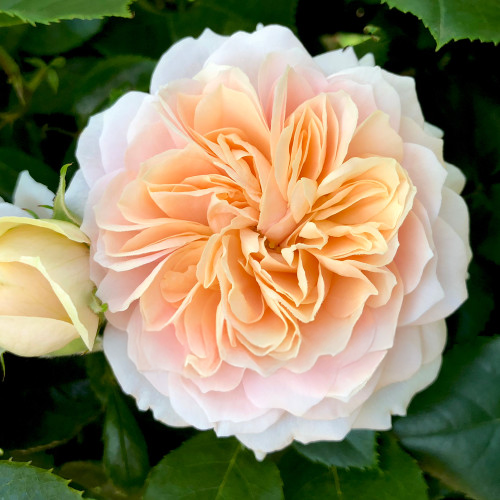 Garden Of Roses Rose