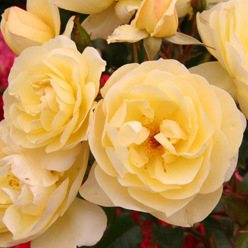 Golden Touch Rose