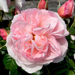 Heritage Rose