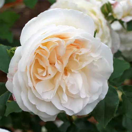 Kosmos Rose