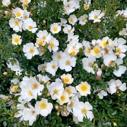 Little Wonder Rose