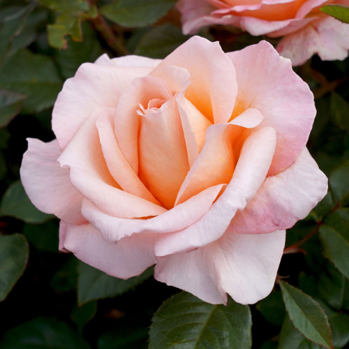 Makybe Diva Rose