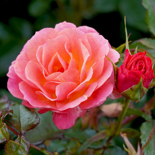 Mango Tango Rose
