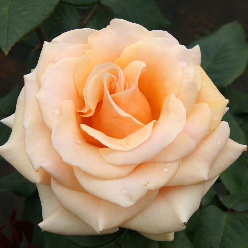 Marilyn Monroe Rose