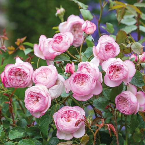 The Mill On The Floss Rose