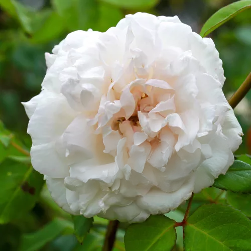 Mme Alfred Carriere Rose