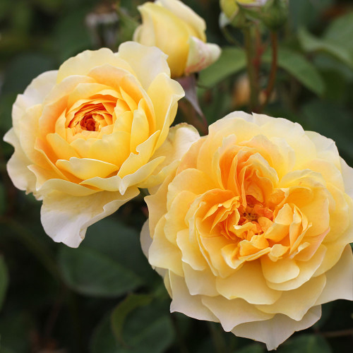 Molineux Rose