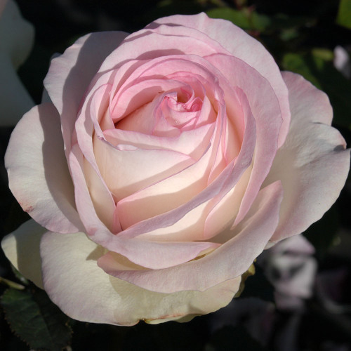 Moonstone Rose