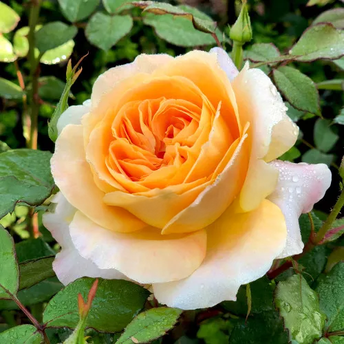 My Yellow Rose