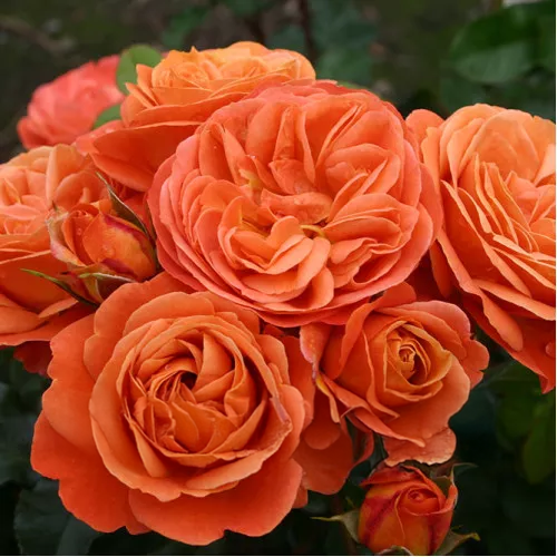 Phoenix Rose