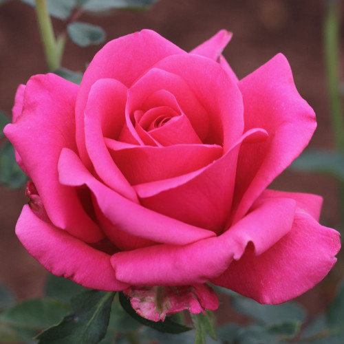 Pink Kardinal Rose