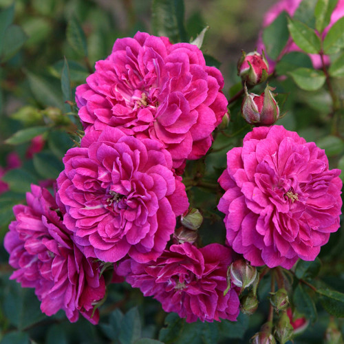 Purple Rain Rose