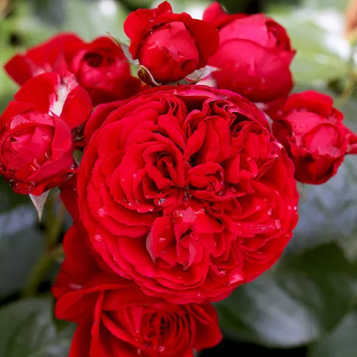 Red Riding Hood Rose