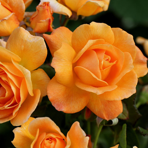 Slim Dusty Rose