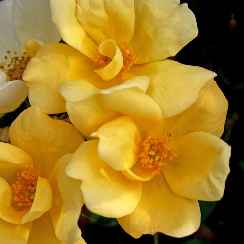 Sunny Knockout Rose