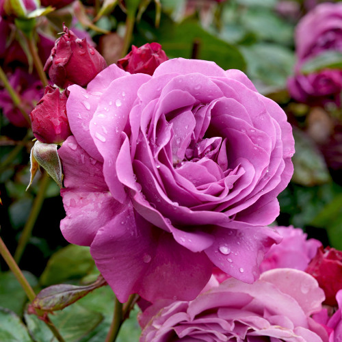 Thank You Rose