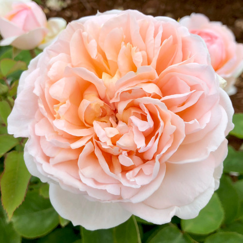 The Lady Gardener Rose