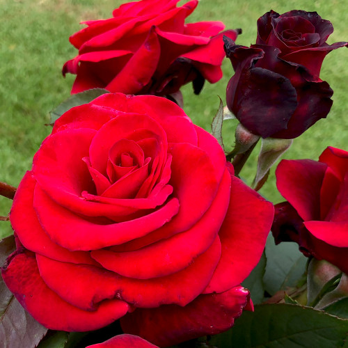 The Mandalay Rose Rose