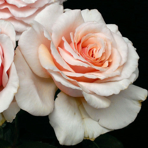 Shirley's Rose Rose