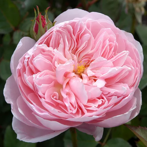 The Alnwick Rose