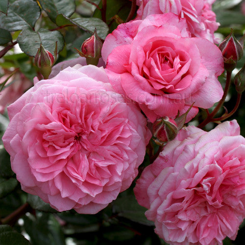 Zaide Rose