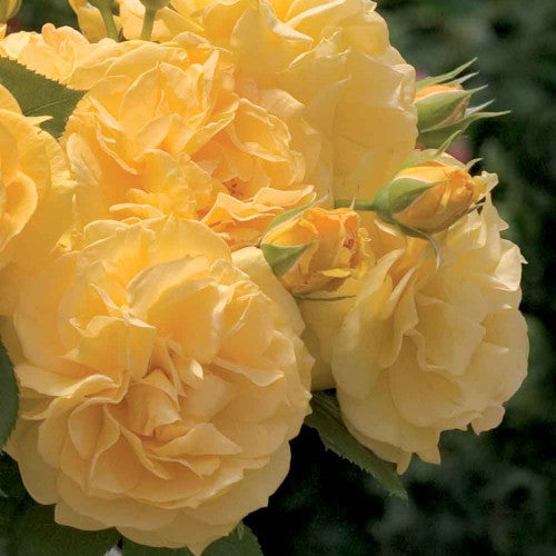 Soul Mate Rose