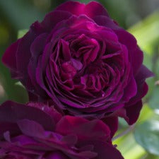 Rose DA Munstead Wood- WINTER DELIVERY