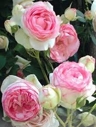 Blushing Pierre de Ronsard Rose