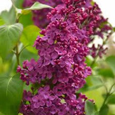 Lilac Congo - WINTER DELIVERY