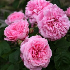 Rose DA  Gertrude Jekyll WINTER DELIVERY