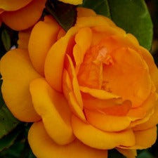 Golden Beauty Rose - 90cm Standard-