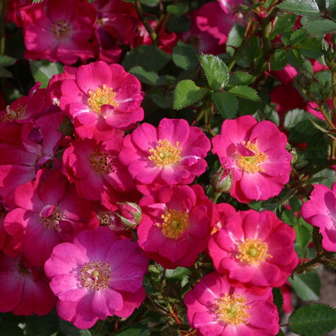 Rose Mini Lupo- WINTER DELIVERY