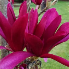 Magnolia Burgundy Star - WINTER DELIVERY