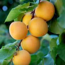 Apricot Moorpark Dwarf - WINTER DELIVERY