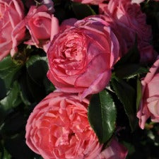 Delbard Rose Parfume De Paris