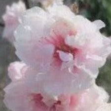 Prunus persica Lilian Burrows- WINTER DELIVERY