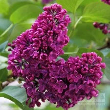 Lilac 'Charles Joly' - WINTER DELIVERY