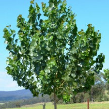 Populus (Poplar) WA Evergreen - WINTER DELIVERY