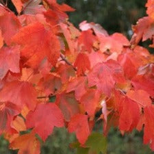 Acer rubrum 'Autumn Red' - WINTER DELIVERY