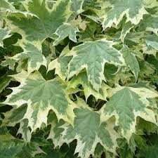 Acer platanoides Drummondii - WINTER DELIVERY