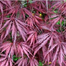 Acer palmatum dissectum 'Inaba Shidare' mini standard - WINTER DELIVERY
