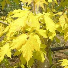 Acer negundo Kelly's Gold - WINTER DELIVERY