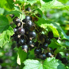 Black Currant - WINTER DELIVERY