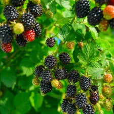 Blackberry (thornless) - WINTER DELIVERY