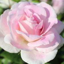 Blushing Pink Iceberg-Rose 90cm Standard