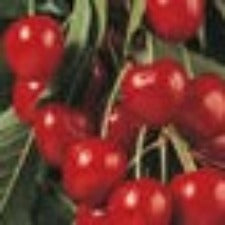 Cherry Stella Dwarf - WINTER DELIVERY